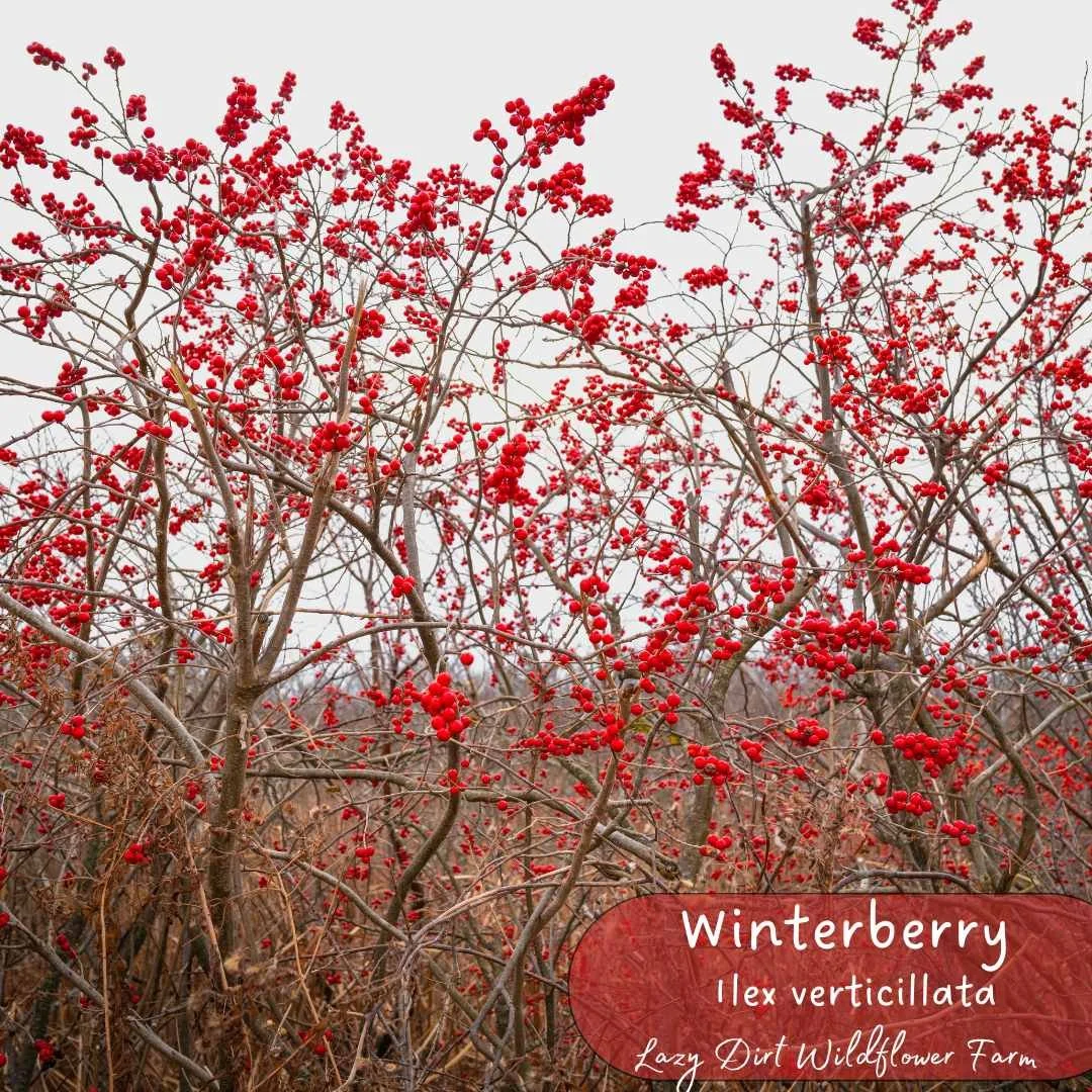 Winterberry ( Ilex verticillata)